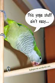 parrot yoga